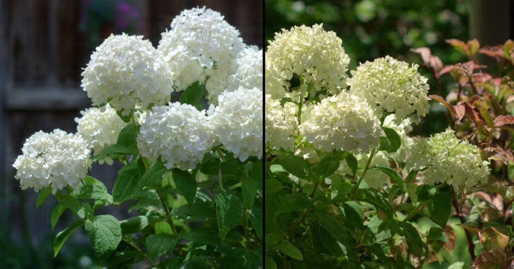 Common Mistakes with the Annabelle Hydrangea Plant