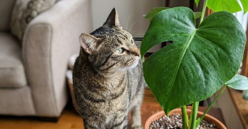 Is Dusting Safe for Household Pets A Quick Toxicity Check