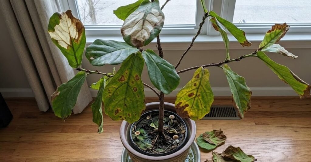 The Most Frequent Mistakes Americans Make with This Dramatic Greenery