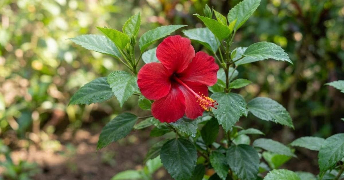 The Practical Guide to Japa Plant Care How to Keep Tropical Hibiscus Blooming Indoors and Out