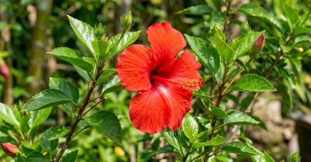 What is a Japa Plant and Why Should You Grow One