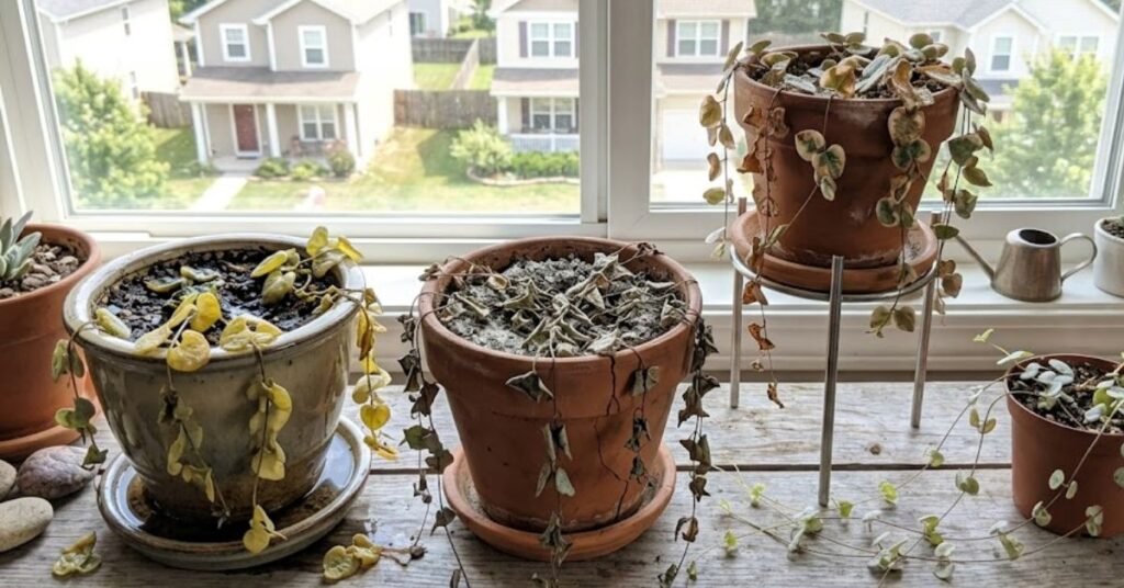 Common Mistakes Americans Make with String of Hearts Care