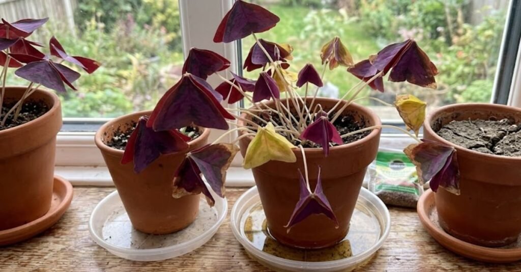 Why Your Plant With Butterfly Leaves is Struggling
